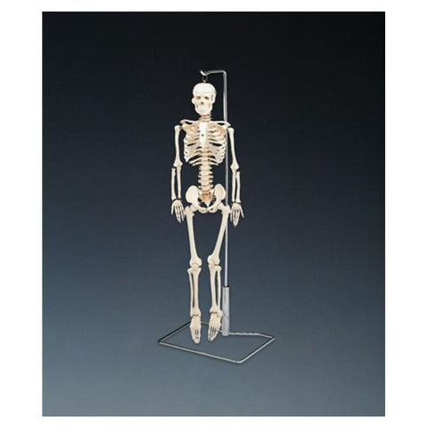Wolters Kluwer Health Inc Model Anatomical Mr. Thrifty Skeleton Each - WCP1NX