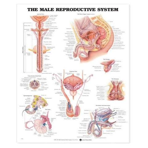 Wolters Kluwer Health Inc Male Reproductive System 20x26" Anatomical Chart Ea - 9781587790300