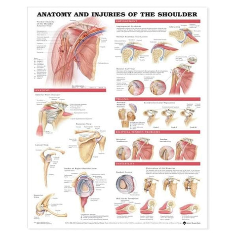 Wolters Kluwer Health Inc Anatomy & Injuries of the Shoulder 20x26