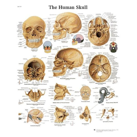 Fabrication Enterprises The Human Skull 20x25" Human Anatomy Chart Ea - 12-4621L