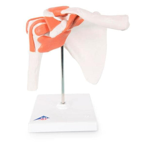 Nasco Healthcare, Inc Functional Shoulder Joint Model Anatomical Each - SB41402