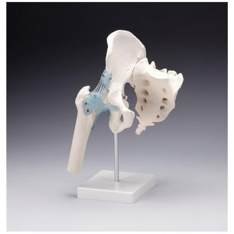 Wolters Kluwer Health Inc Functional Hip Joint Model Anatomical Right Adult Each - Z4554