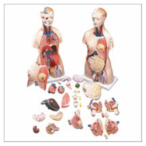 Wolters Kluwer Health Inc Functional Francis Torso Model Anatomical Budget Male/Female Each - CMT32