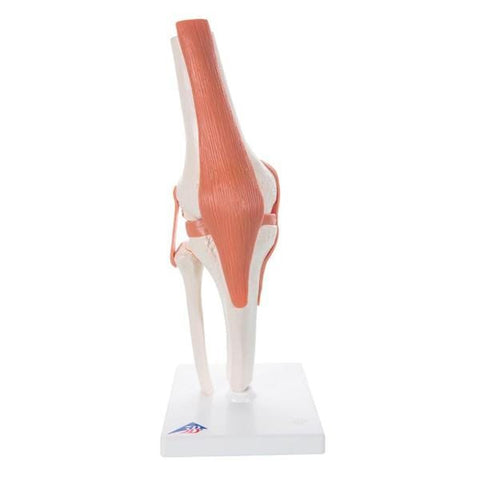 Wolters Kluwer Health Inc Functional Knee Joint Model Anatomical Right Adult Each - A82