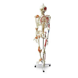 Nasco Healthcare, Inc Full-Size Human Skeleton Model Anatomical Each - SB49572