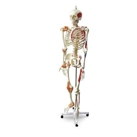 Nasco Healthcare, Inc Full-Size Human Skeleton Model Anatomical Each - SB49572