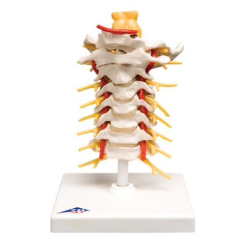 Fabrication Enterprises Cervical Spinal Column Model Anatomical Each - 14580