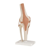 Fabrication Enterprises Functional Knee Joint Model Anatomical Each - 40878