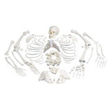 American 3B 3-Part Skull Skeleton Disarticulated Full Each - Z00584