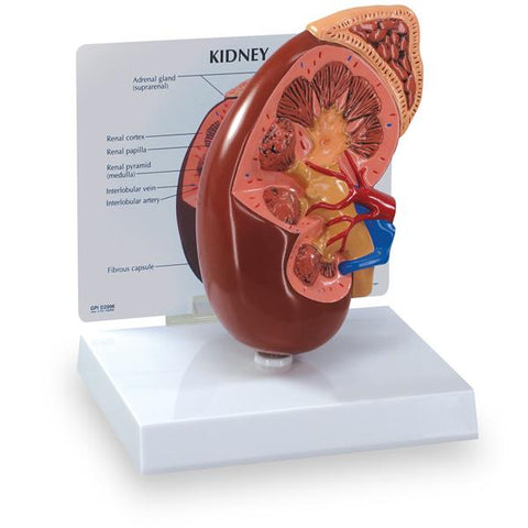 Nasco Healthcare, Inc Kidney/Adrenal Gland Model Anatomical Right Each - WA21315