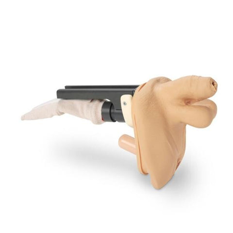 Nasco Healthcare, Inc Genitalia Model Training Male Each - LF04075 M