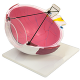 LASIK EYE MODEL