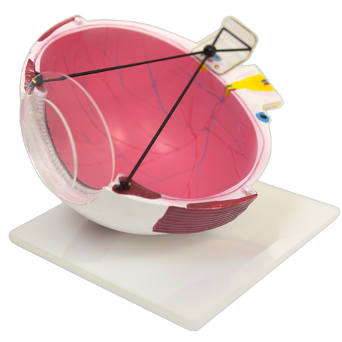 LASIK EYE MODEL