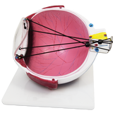 ASTIGMATISM EYE MODEL
