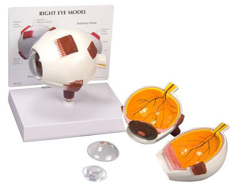FULL EYE MODEL