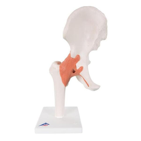 Wolters Kluwer Health Inc Functional Hip Joint Model Anatomical Right Adult Each - A81