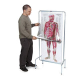 Nasco Healthcare, Inc Body Model Anatomical The Thin Man 4 Sequential Overlays Adult Each - SB23900