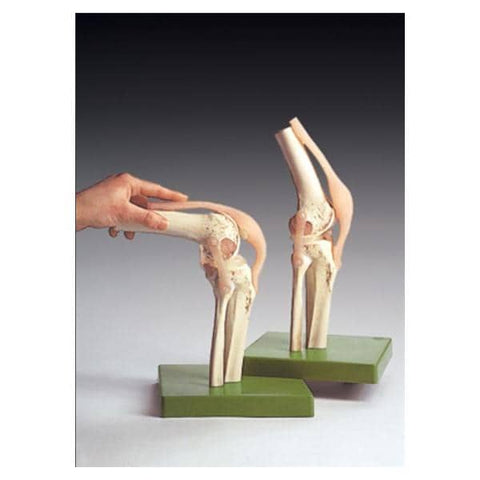 Wolters Kluwer Health Inc Functional Knee Joint Model Anatomical Right Adult Each - NS-50