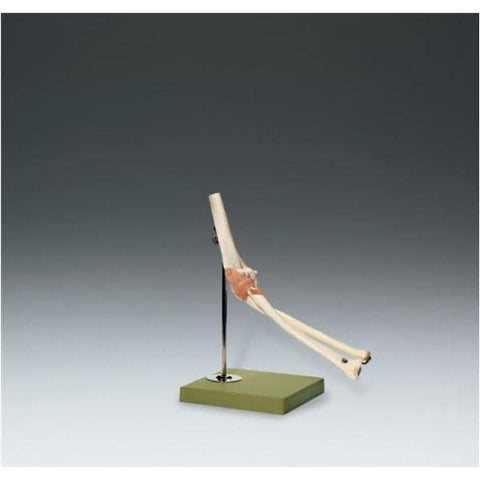 Wolters Kluwer Health Inc Functional Elbow Joint Model Anatomical Each - NS-52