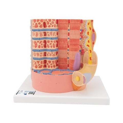 3B MICROanatomy™ Human Muscle Fiber Model, 10,000 times magnified - 3B Smart Anatomy