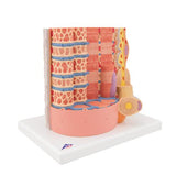 3B MICROanatomy™ Human Muscle Fiber Model, 10,000 times magnified - 3B Smart Anatomy