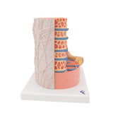 3B MICROanatomy™ Human Muscle Fiber Model, 10,000 times magnified - 3B Smart Anatomy