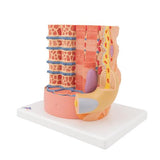 3B MICROanatomy™ Human Muscle Fiber Model, 10,000 times magnified - 3B Smart Anatomy