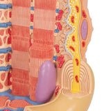 3B MICROanatomy™ Human Muscle Fiber Model, 10,000 times magnified - 3B Smart Anatomy