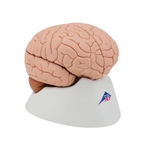 Human Brain Model, 4 part - 3B Smart Anatomy – Medute