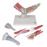 Foot Skeleton Model with Ligaments & Muscles - 3B Smart Anatomy
