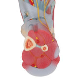 Foot Skeleton Model with Ligaments & Muscles - 3B Smart Anatomy