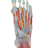 Foot Skeleton Model with Ligaments & Muscles - 3B Smart Anatomy