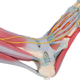 Foot Skeleton Model with Ligaments & Muscles - 3B Smart Anatomy