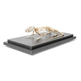 Rat Skeleton (Rattus rattus), Specimen