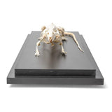 Rat Skeleton (Rattus rattus), Specimen