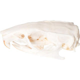 Rat Skull (Rattus rattus), Specimen