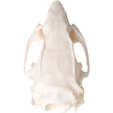 Rat Skull (Rattus rattus), Specimen