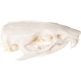 Rat Skull (Rattus rattus), Specimen