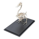 Duck Skeleton (Anas platyrhynchos domestica), Specimen
