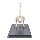Duck Skeleton (Anas platyrhynchos domestica), Specimen