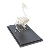 Duck Skeleton (Anas platyrhynchos domestica), Specimen