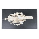 Duck Skeleton (Anas platyrhynchos domestica), Specimen