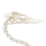 Duck Skeleton (Anas platyrhynchos domestica), Specimen