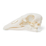 Goose Skull (Anser anser domesticus), Specimen