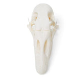 Goose Skull (Anser anser domesticus), Specimen