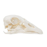 Goose Skull (Anser anser domesticus), Specimen
