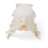 Goose Skull (Anser anser domesticus), Specimen