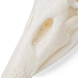 Goose Skull (Anser anser domesticus), Specimen