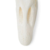 Goose Skull (Anser anser domesticus), Specimen