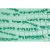Bryophyta (Liverworts and Mosses) - English Slides
